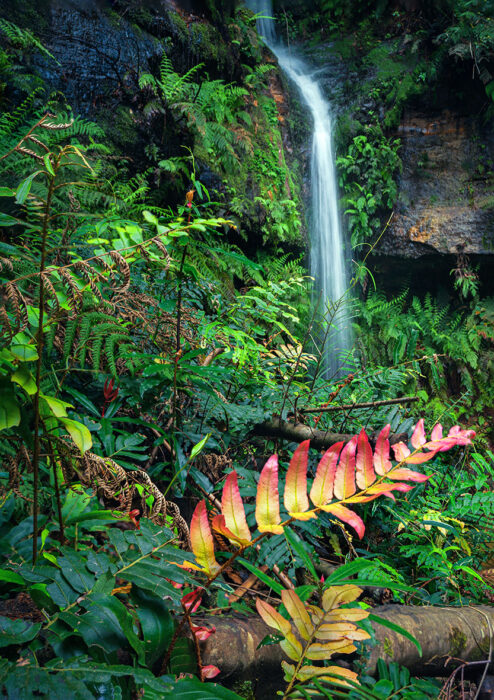 Australia,-Leura-forest