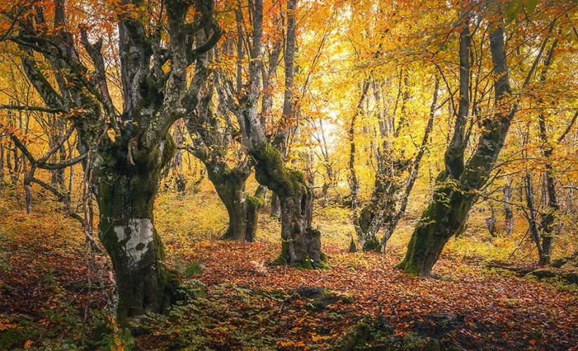 Mit dem Weitwinkelobjektiv im Wald fotografieren